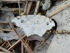 Macaria notata