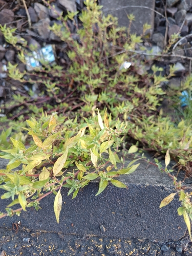 pellitory-of-the-wall