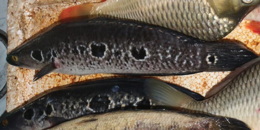 ocellated snakehead (Channa pleurophthalma)