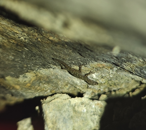 Yelagiri dwarf gecko, Cnemaspis yelagiriensis