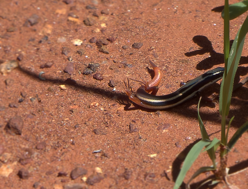 Lined Firetail Skink