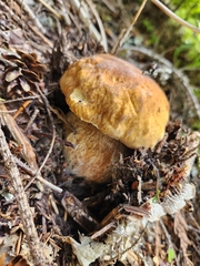 (c) Alex Reitan, some rights reserved (CC BY) King Bolete