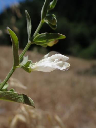 Scutellaria californica, photograph 2