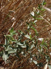 Scutellaria californica, photograph author not stated, no rights reserved