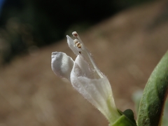 Scutellaria californica, photograph author not stated, no rights reserved
