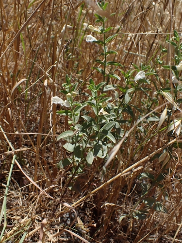 Scutellaria californica, photograph 5