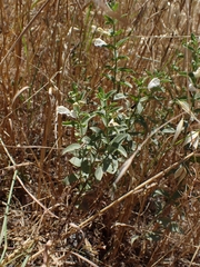 Scutellaria californica, photograph author not stated, no rights reserved
