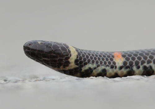 Cylindrophis ruffus observed 2026-06-24