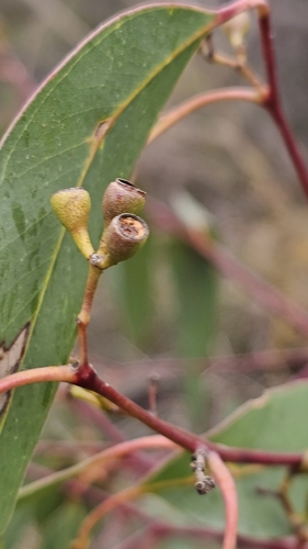 Eucalyptus fasciculosa, photograph 3