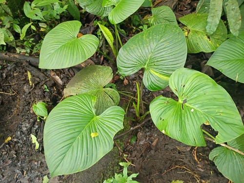 Philodendron grandipes observed 2026-06-24