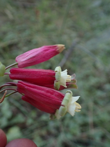 Dichelostemma ida-maia