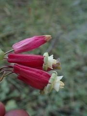 Dichelostemma ida-maia