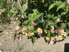 Graphium sarpedon nipponum