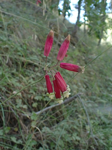 Dichelostemma ida-maia, photograph 2