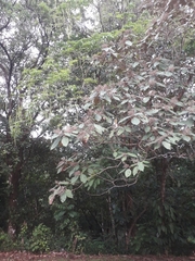 Handroanthus guayacan