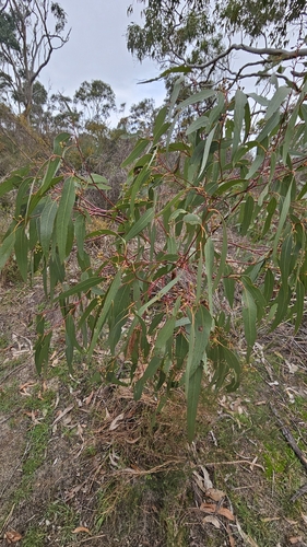 Eucalyptus fasciculosa, photograph 4