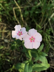 Phlox drummondii