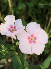 Phlox drummondii