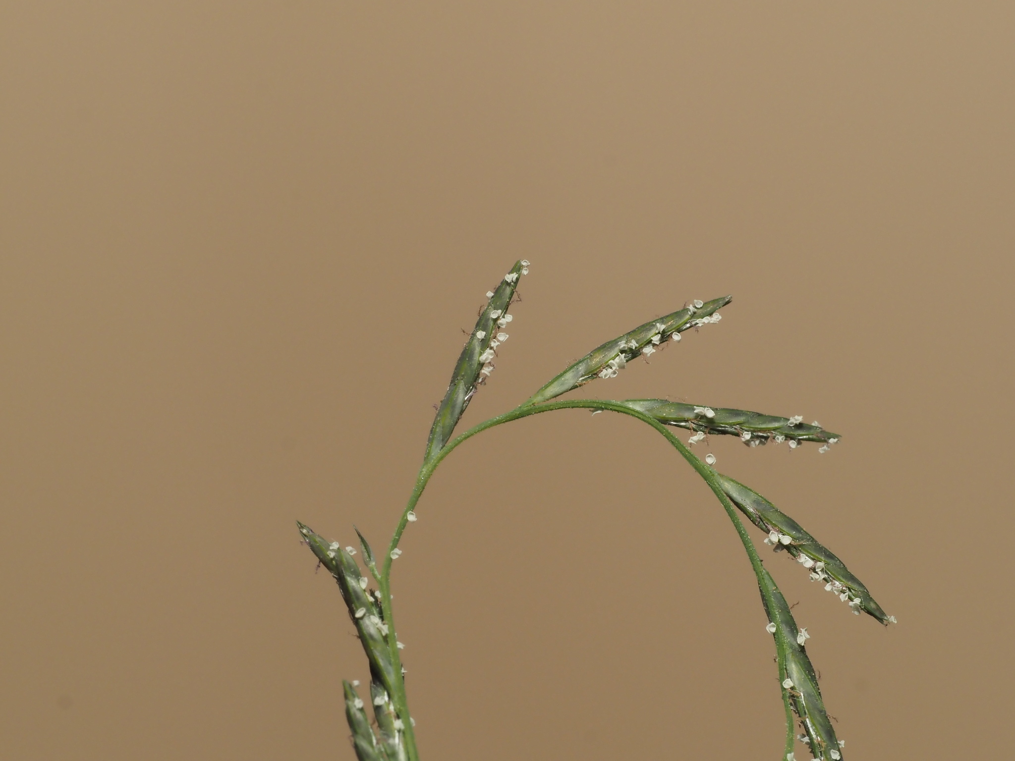 Imagem de Capim-arroz