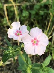 Phlox drummondii