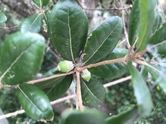 Quercus phillyreoides