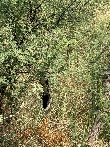 Pied Cuckoo