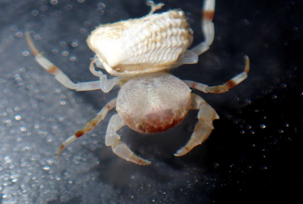Cyclodorippoida