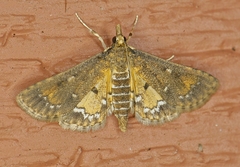 Niphograpta albiguttalis
