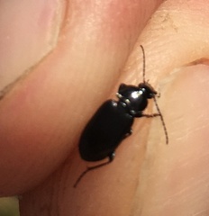 Pterostichus vernalis