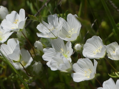 Limnanthes