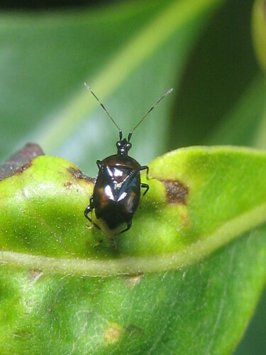 Fingulus observed 2026-06-25
