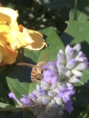 Apis mellifera