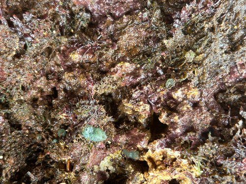 Haliclona observed 2026-06-04