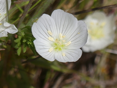 Limnanthes
