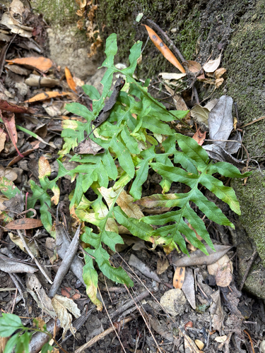 iNaturalist observation photo of California Polypody
