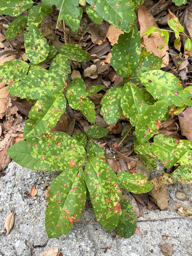 iNaturalist observation photo of Pacific poison oak