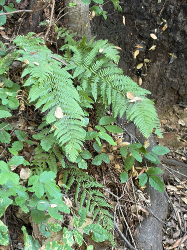 iNaturalist observation photo of coastal woodfern