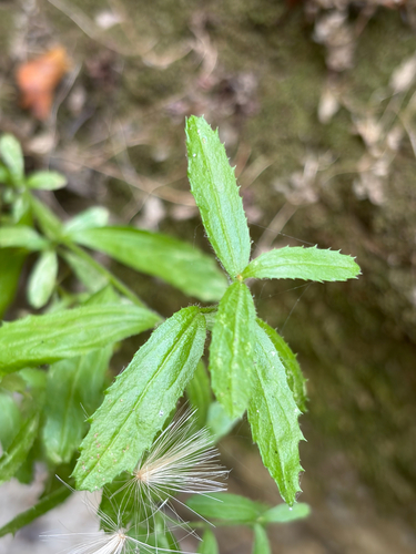 iNaturalist observation photo of Plummer's baccharis