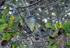 Myiarchus magnirostris