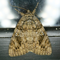 Catocala ilia-complex