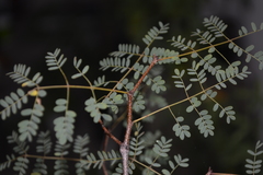 Libidibia paraguariensis