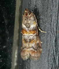 Dioryctria pygmaeella