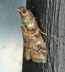 Dioryctria pygmaeella