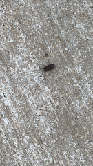 Armadillidium nasatum