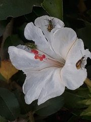 Diabrotica speciosa
