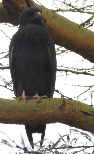 Augur Buzzard (Buteo augur), photo 5