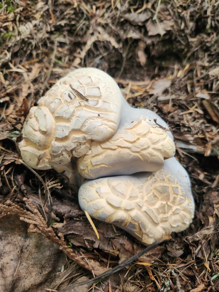 blue knight · June 2026 · photo: Photo: (c) Alex Reitan, some rights reserved (CC BY) · iNaturalist