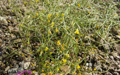 Neogaerrhinum filipes
