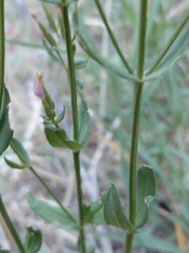 Common centaury
