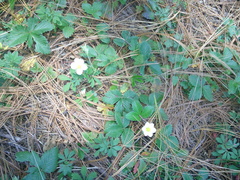 Fragaria mexicana